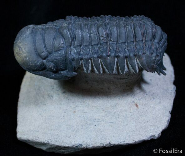 Spectacular Flying Crotalocephalina Trilobite #2258